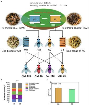 The Native Dietary Habits of the Two Sympatric Bee Species and Their Effects on Shaping Midgut Microorganisms